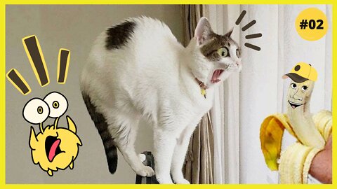 Funniest Cats 😹- Best Of The 2022 Funny Cat Videos 😂-vivo meow #02