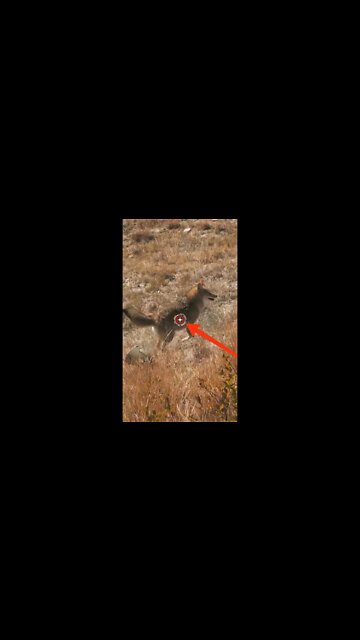 Hunting Coyotes #shorts #dogs #animals #hunter #024