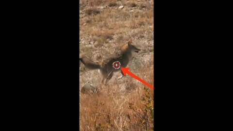 Hunting Coyotes #shorts #dogs #animals #hunter #024