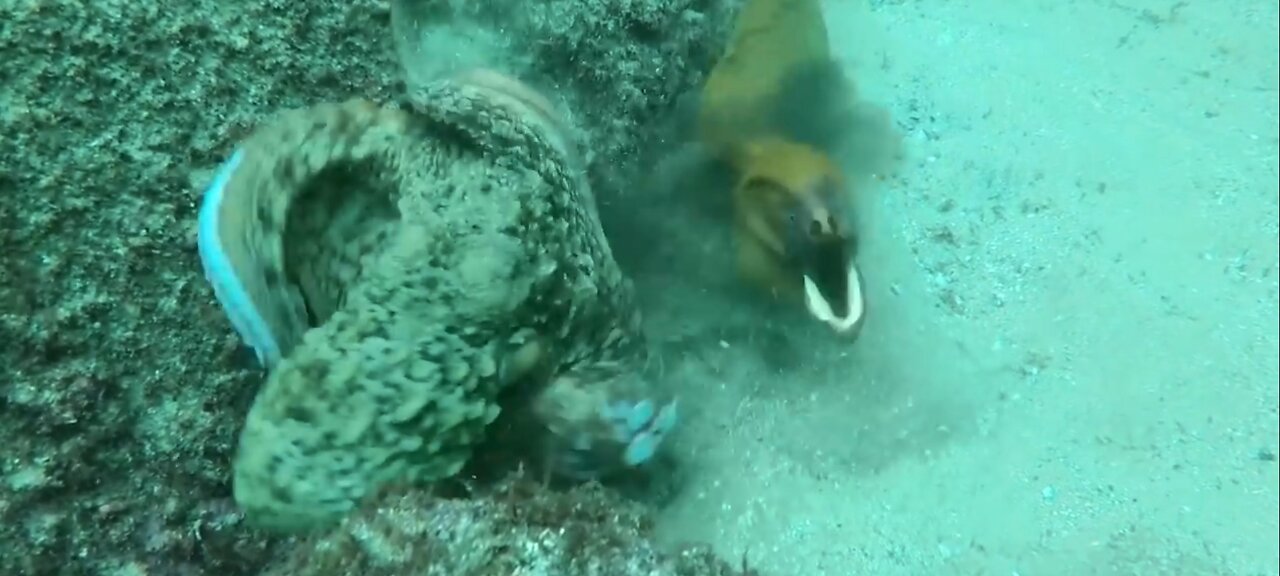 octopus brutally attacked by Moreia