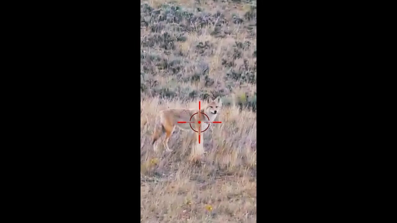 Hunting Coyotes #shorts #dogs #animals #hunter #080