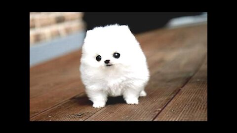 CUTE puppies videos that you will not believe !!!!