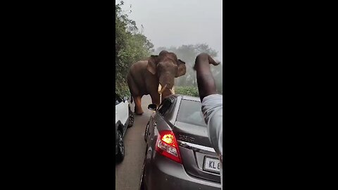 eliphant attack