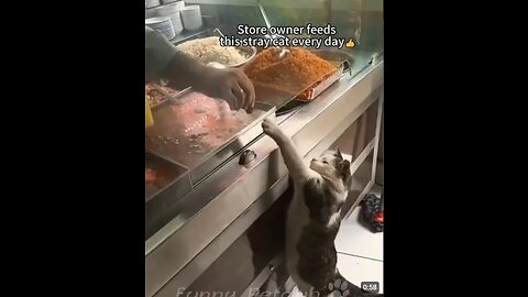 Funniest cats🐱in the world😂funny and fails pets video