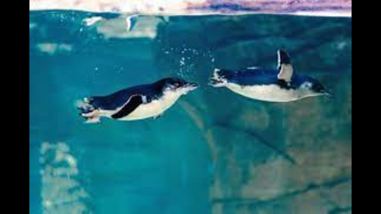 About Penguins *PENGUINS*I Animal for kidsI All Things In Animal Tv