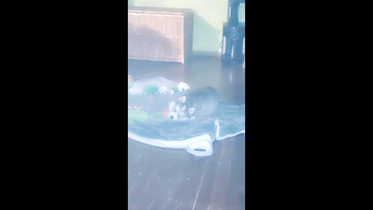Husky Puppy plays