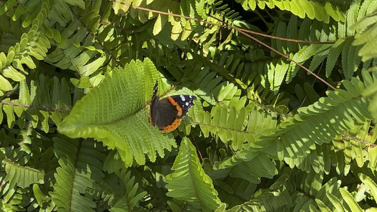 Red Admiral butterfly at Florida Botanical Gardens April 17 2024