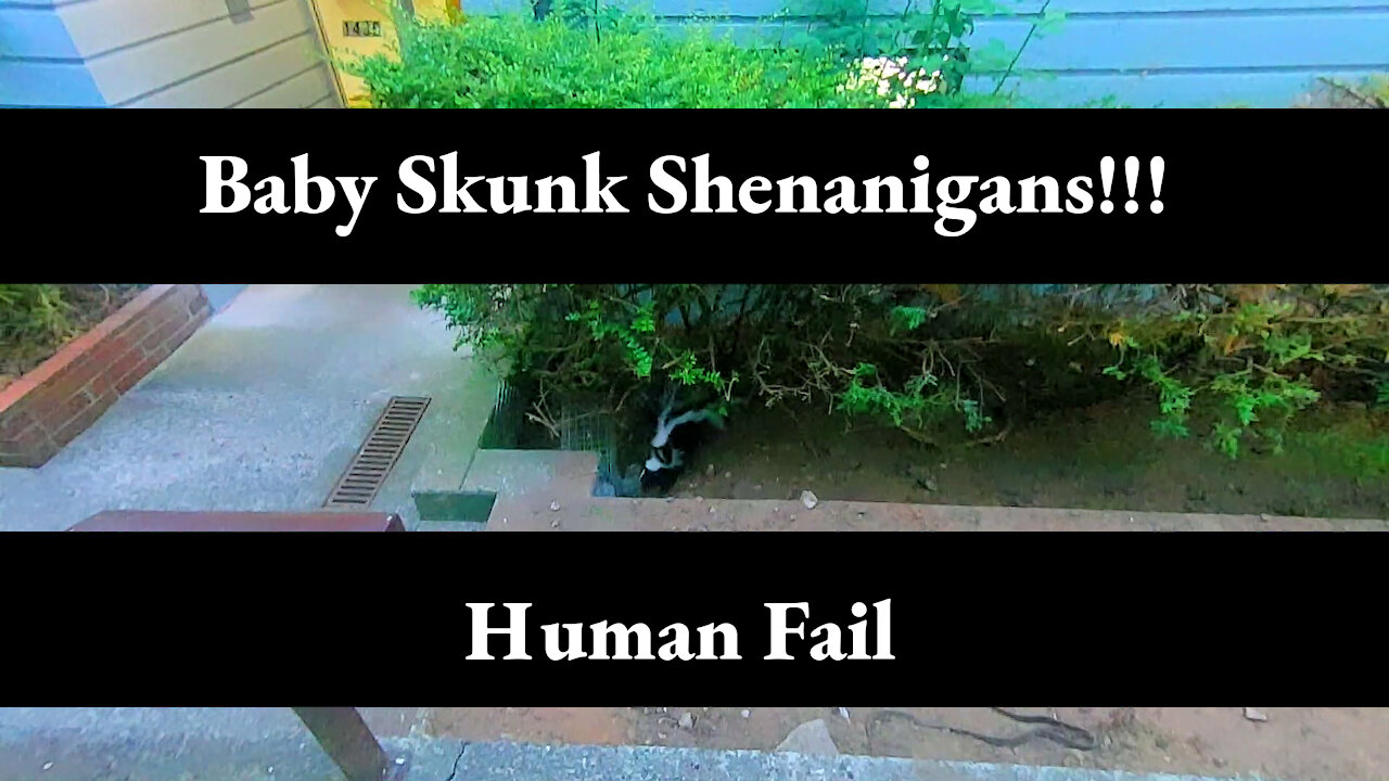 Baby Skunk Shenanigans! Marpole Vancouver, Preview