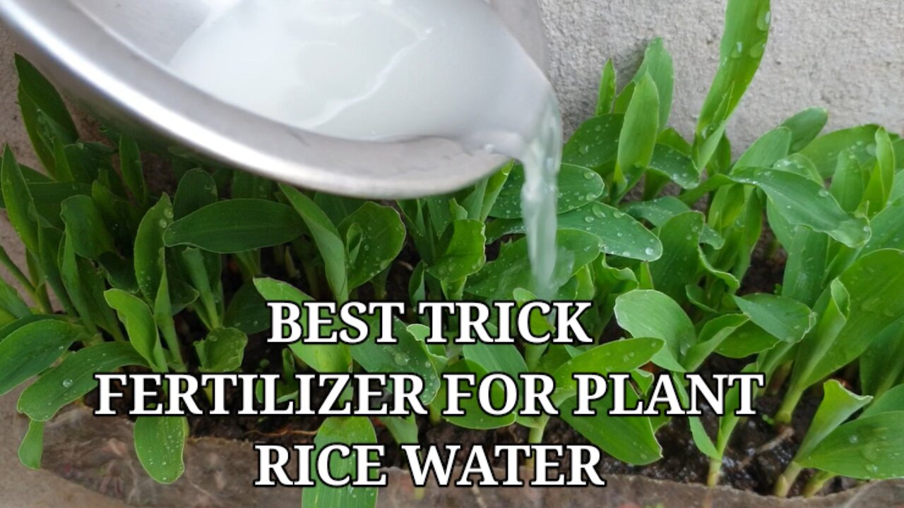 Best trick rice water for plants as a liquid fertilizer and pest control || How to grow plant fast