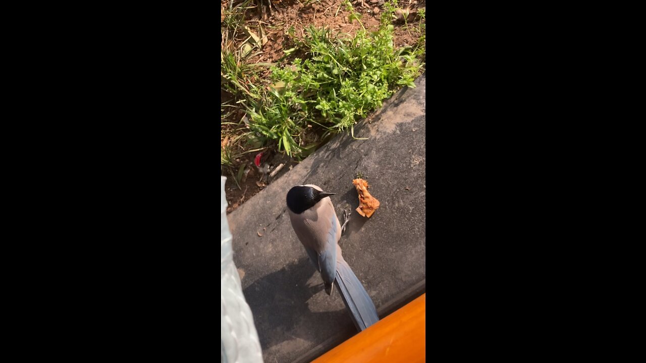 Birds are so shocked to eat bird meat