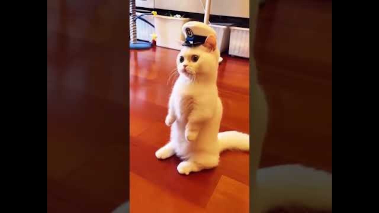 top funny cats videos 2022.