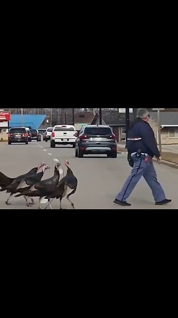 Turkeys vs. mailman: Hilarious moment feathery friends follow postman 📬 🦃