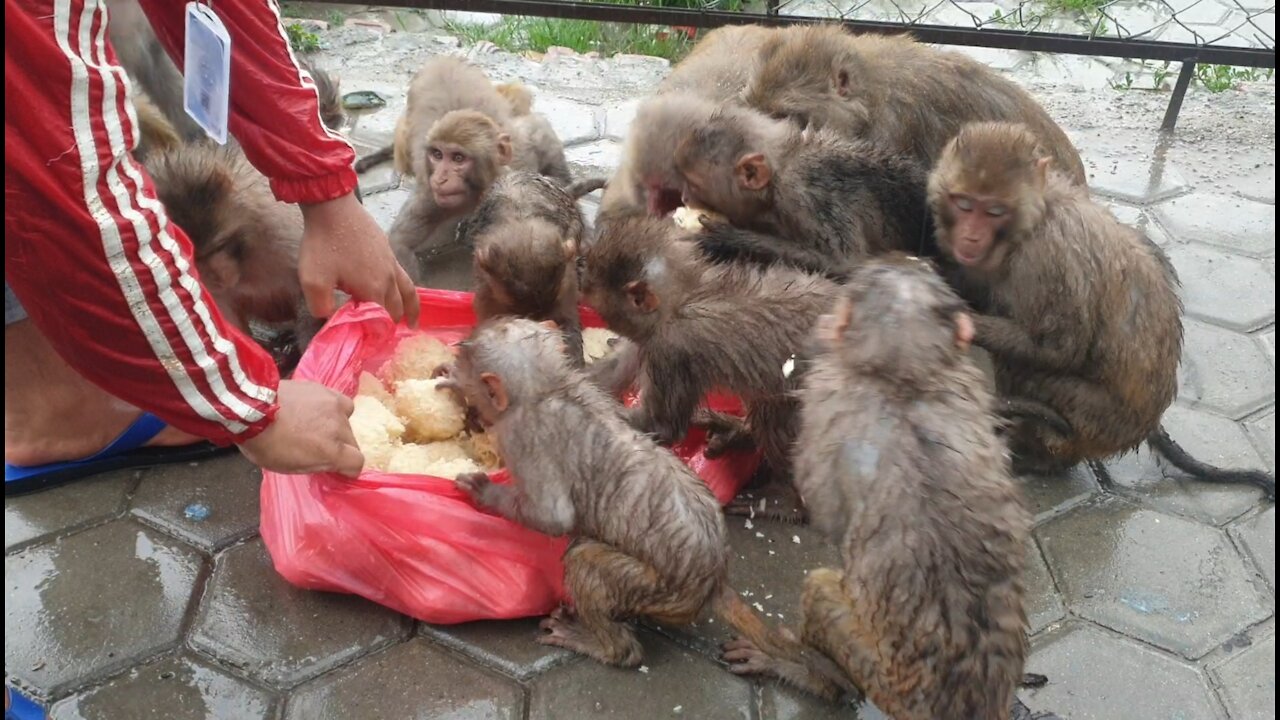 Feeding juicy hot rice ball to the hungry monkey at rain | monkey love rice ball | monkey food