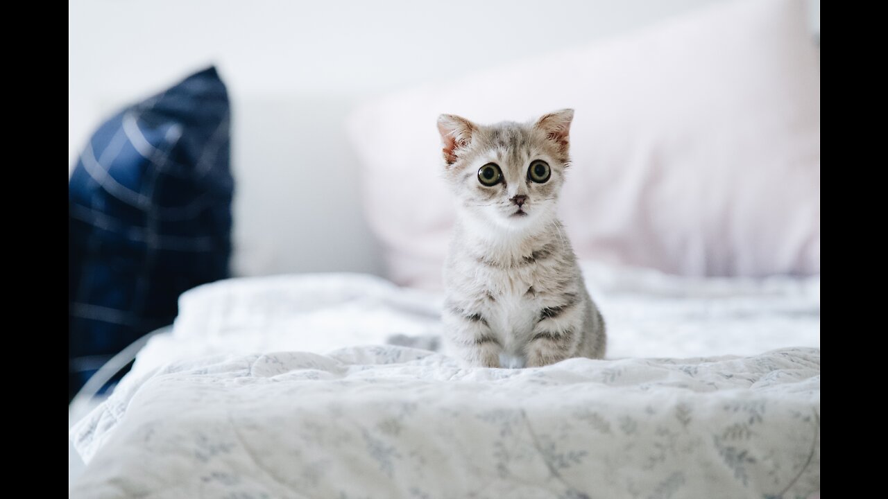 cat playing with wood sticks, cat playing