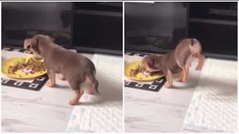 Cãozinho se equilibra em duas patas para comer