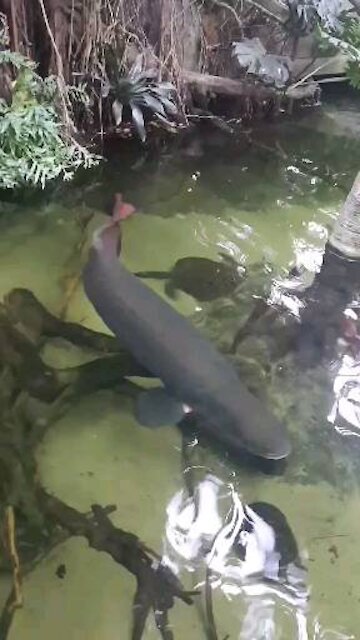 Arapaima swimming