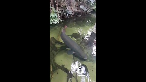 Arapaima swimming