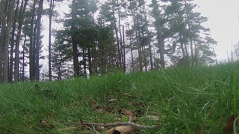 Quick climb on a dead White Pine