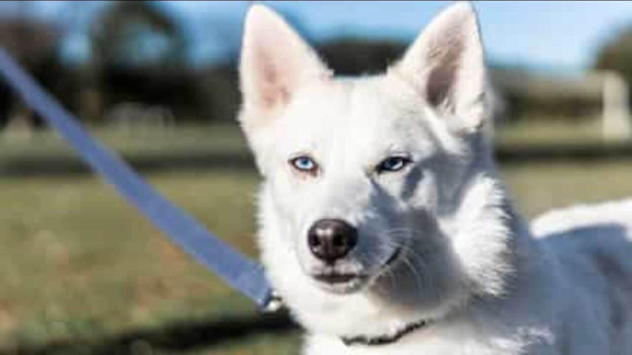 Cão responde ao dono para dizer que quer ir à praia!