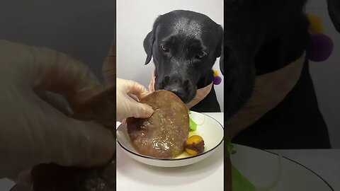 Delicious Steak 🥩 by a Zorro 🐶🐶🐶