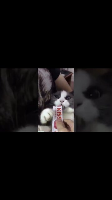 Dramatic KITTY 😍😂😂