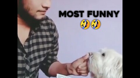 7 second most dog funny video