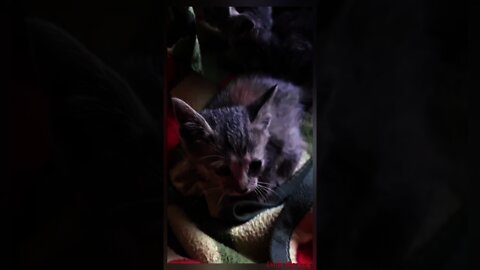 oh my cat it doesn't stay in one place