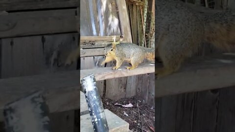 Super cute squirrel ---MUST WATCH--- ||Cute squirrel|| #shorts