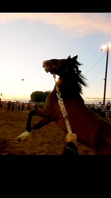 WILD HORSE RACING 2020 az