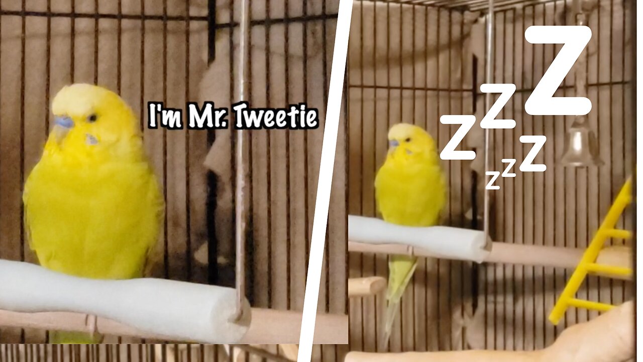 Budgie gets sleepy while being your friend | budgie diaries #1