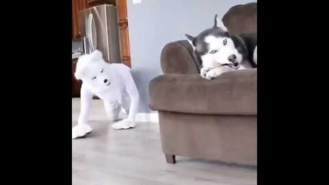 He really scared Funny dog video