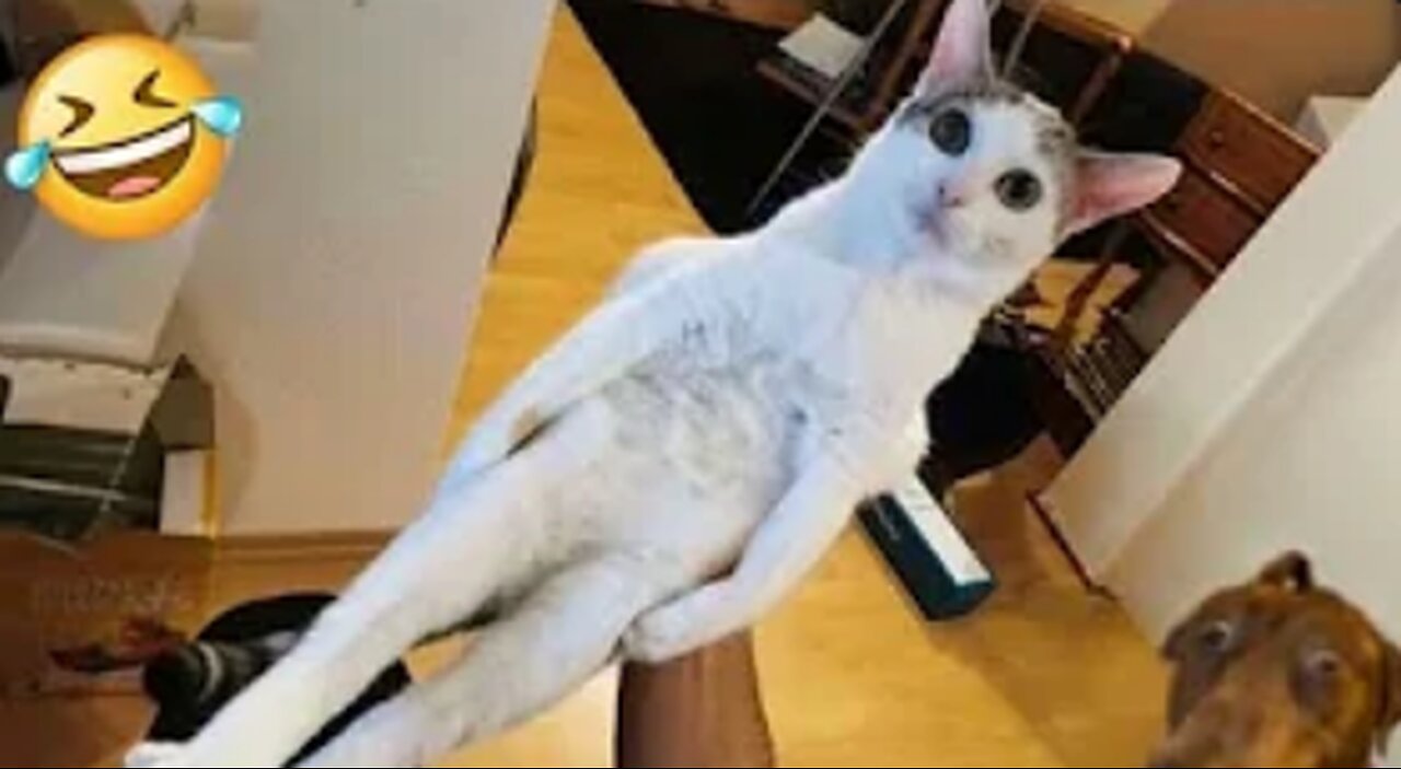Funniest Cats and Dogs πΆπ±