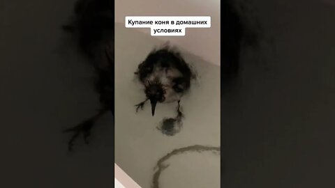 #shorts Смешные животные из Тик Ток 86 Funny animals from Tik Tok