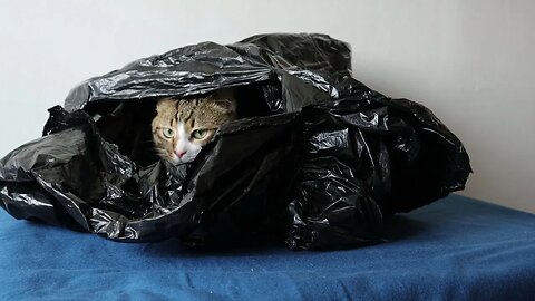 A Typical Hiding Place for the Funny Cat