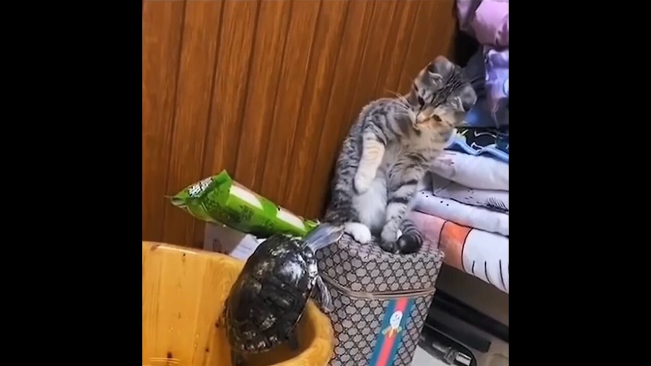 funny animal Cat 🐱