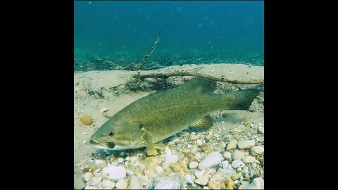 smallie on the beds