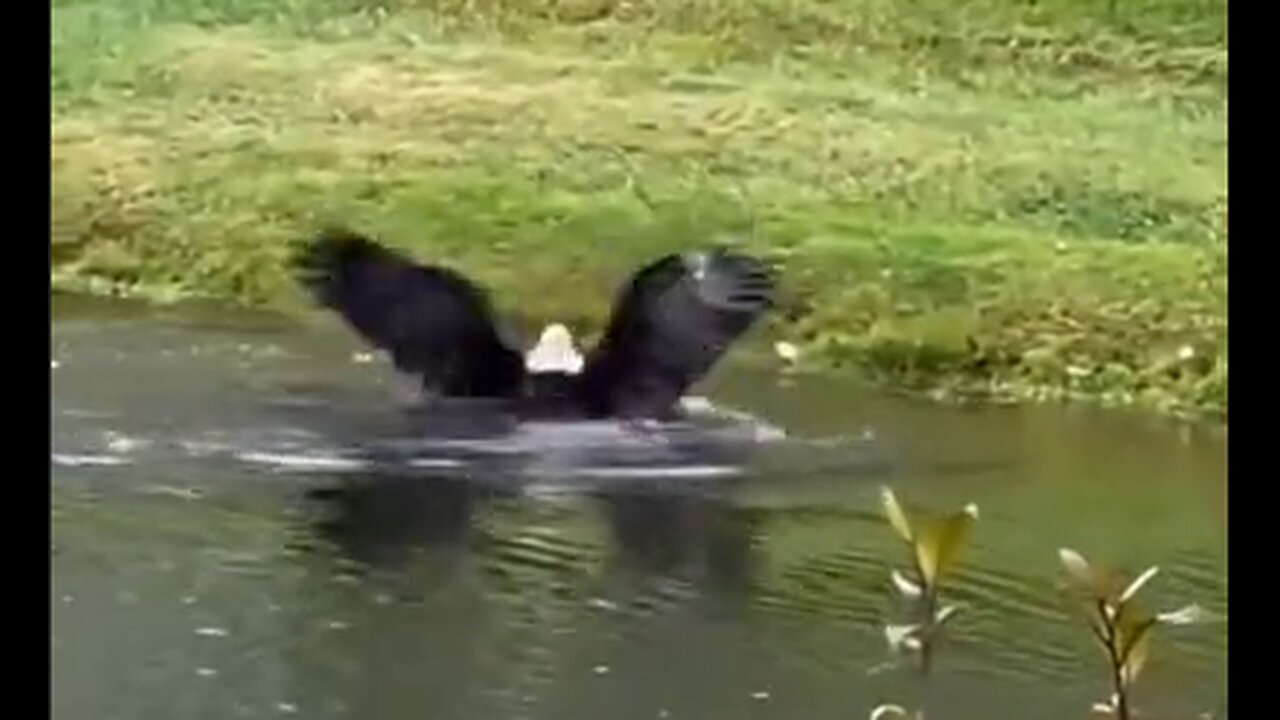 This Bald Eagle certainly knows where to fish