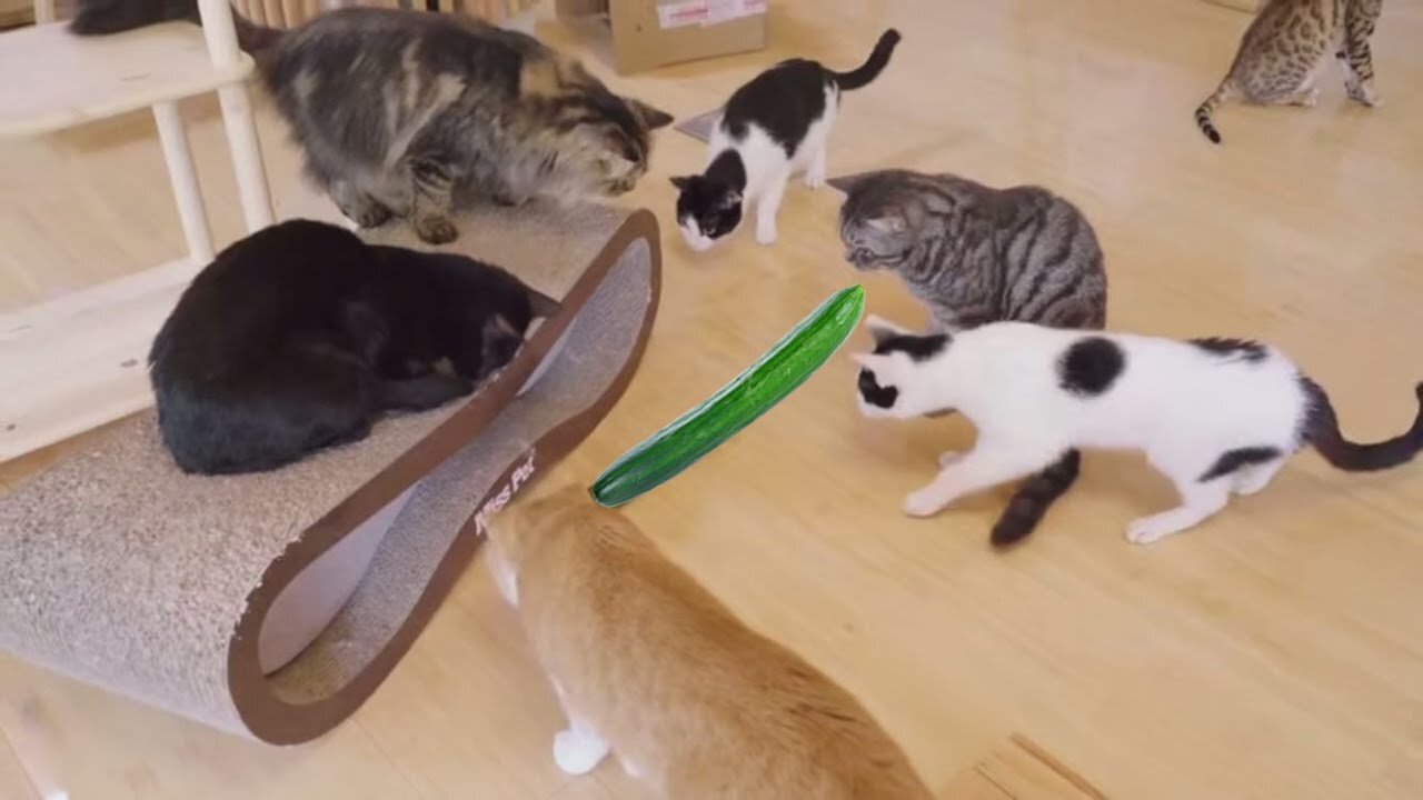 Cats Vs Cucumber Challenge - Funny Cat Reaction Videos _ Pets Island