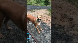 Dog saved from death row happily plays with rope. Too cute 🥰