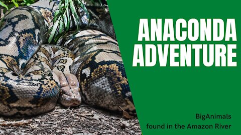 Anacondas in Brazil Adventure - BigAnimals - Amazon rainforest