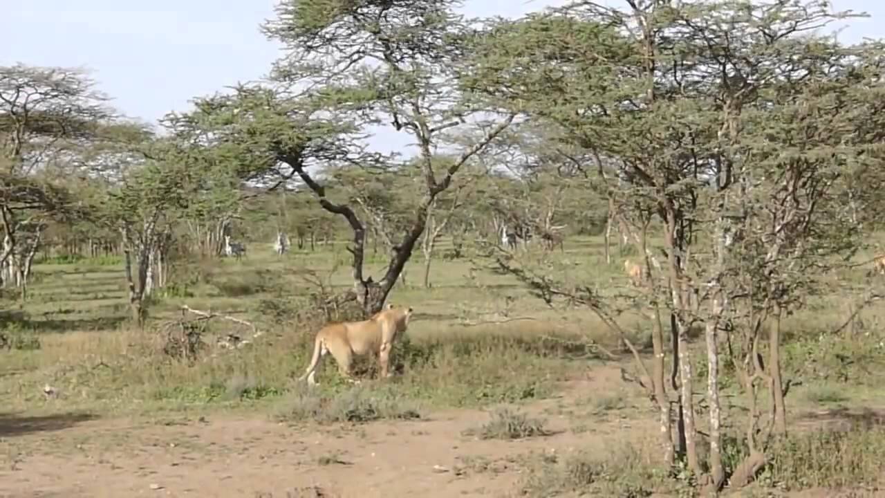 Amazing Lions hunting zebras