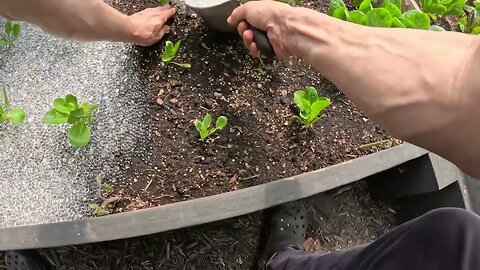 Putting 1000,000 gel beads in my lettuce bed as mulch
