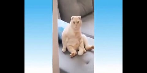 cute cats and so and funny animals | Gatinhos fofos e engraçados e animais engraçados