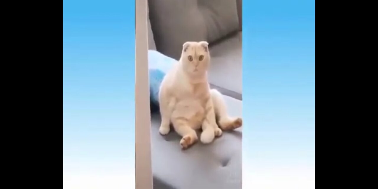cute cats and so and funny animals | Gatinhos fofos e engraçados e animais engraçados