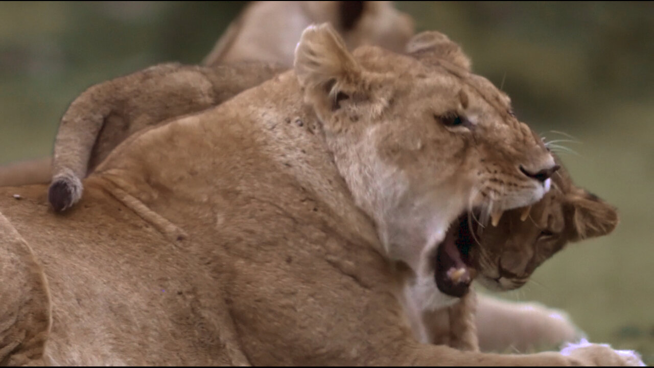 Lion Cub Playing With Lioness