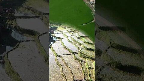 GREENERY FIELD NATURE VIEW WITH RELAXING SOUND🍀🍀