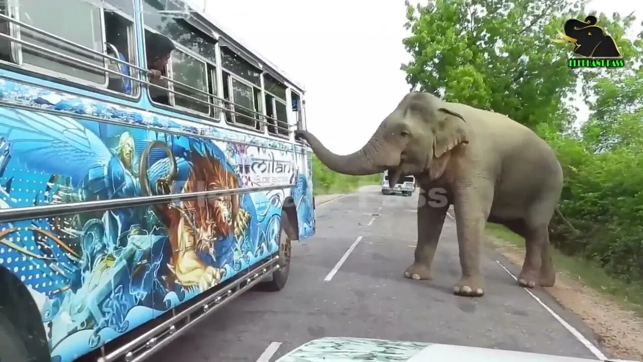 A severe elephant attack on a bus People fall down in fear 13