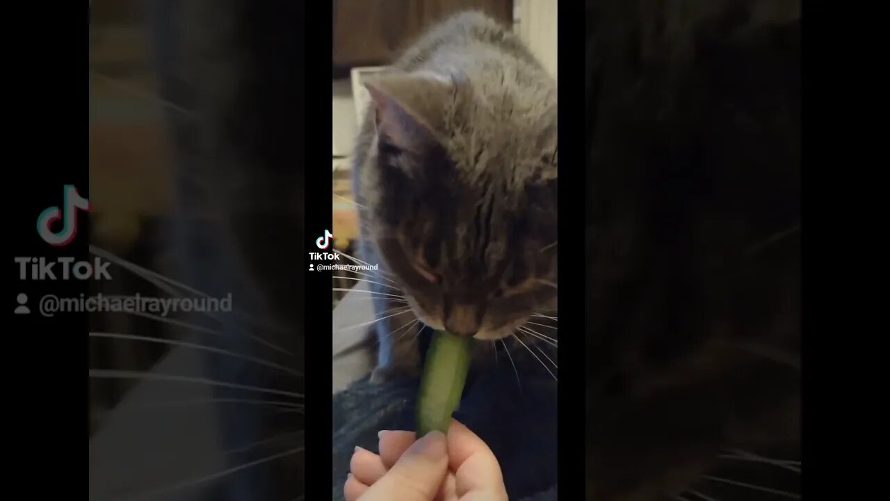 😺 My cat loves Cucumber 🥒 #shorts