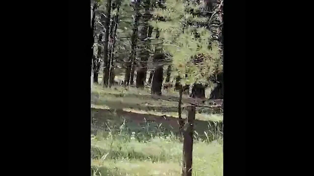 seen 5 doe and Snickers was growing