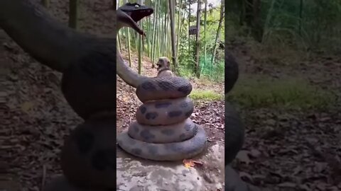 What A Snake , Unbelievable #shorts